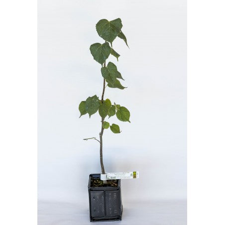 Trøffeltræ - Tuber Melanosporum - Småbladet lind (Tilia cordata)