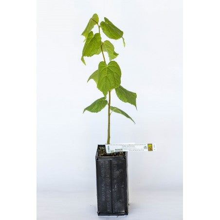 Trøffeltræ - Tuber Uncinatum - Småbladet lind (Tilia cordata)