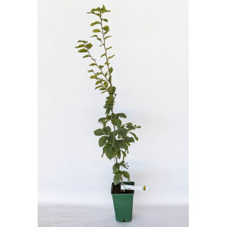 Trøffeltræ - Tuber Uncinatum - Almindelig bøg (Fagus sylvatica)
