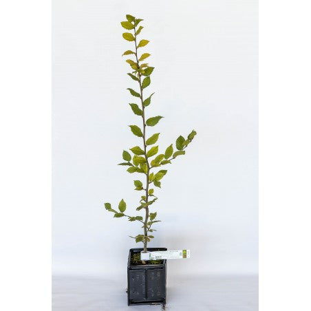 Trøffeltræ - Tuber Melanosporum - Avnbøg (Carpinus betulus)