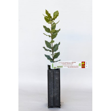 Trøffeltræ - Tuber Aestivum - Duneg (Quercus pubescens)