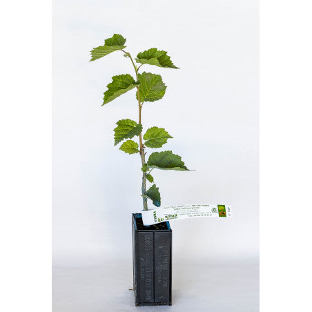 Trøffeltræ - Tuber Melanosporum - Hassel (Corylus avellana)