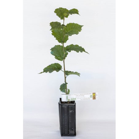 Trøffeltræ - Tuber Uncinatum - Hassel (Corylus avellana)