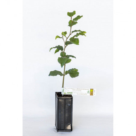 Trøffeltræ - Tuber Aestivum - Hassel (Corylus avellana)