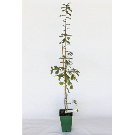 Trøffeltræ - Tuber Melanosporum - Duneg (Quercus pubescens)