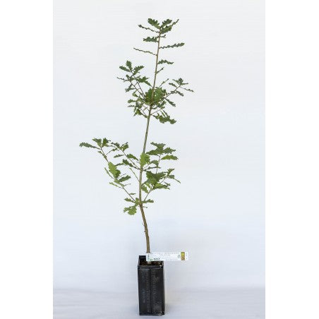 Trøffeltræ - Tuber Uncinatum - Duneg (Quercus pubescens)